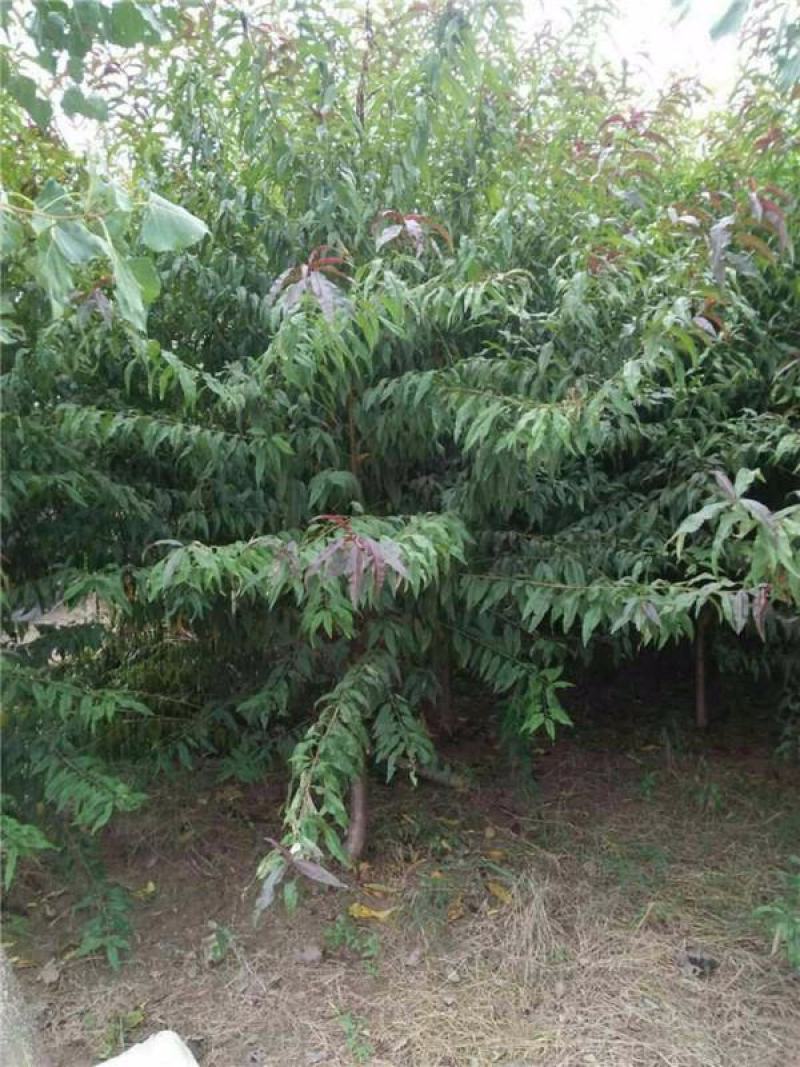 碧桃种子又名千叶桃花观赏桃花种子桃树绿化风景树盆栽