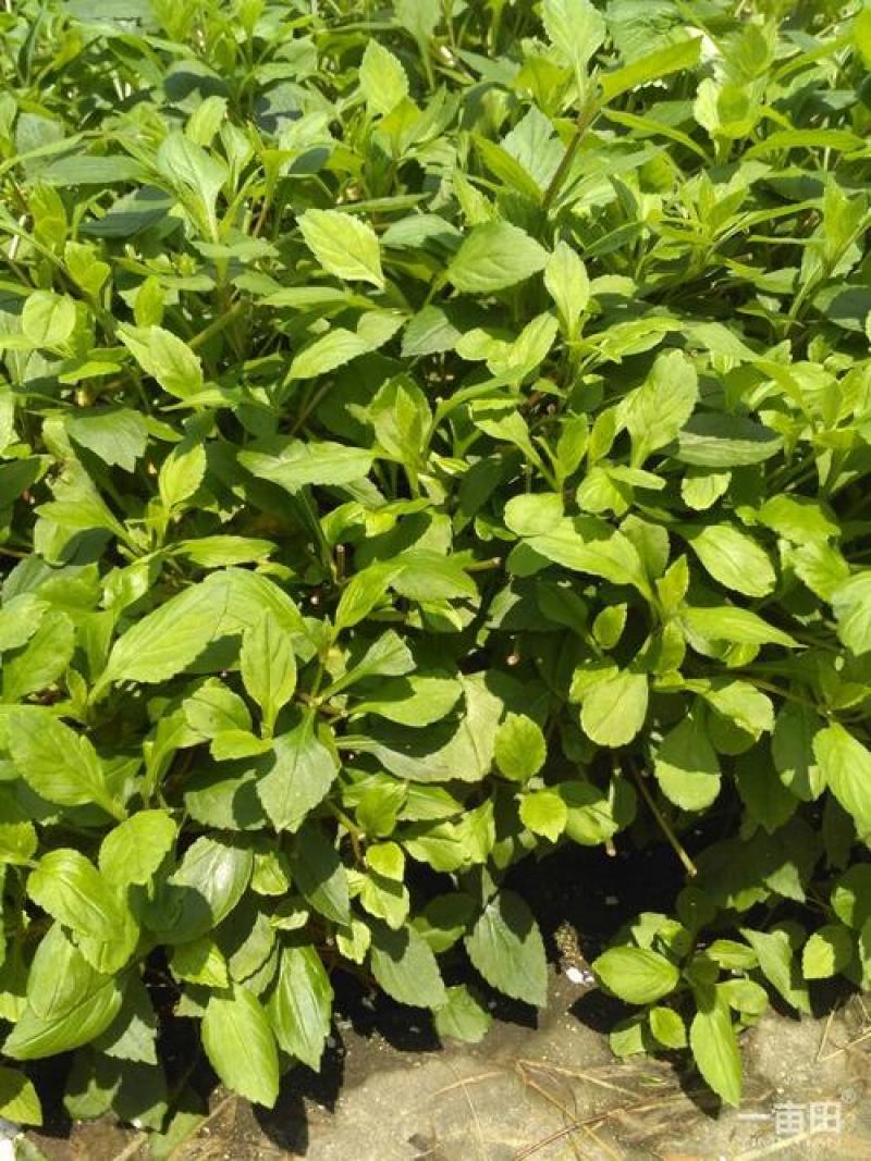 草果种子干料大料无硫草果五香卤料调味料种子