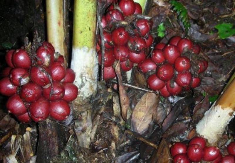 草果种子干料大料无硫草果五香卤料调味料种子