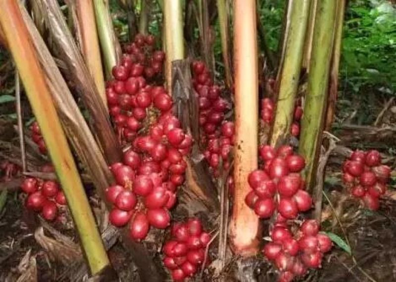 草果种子干料大料无硫草果五香卤料调味料种子
