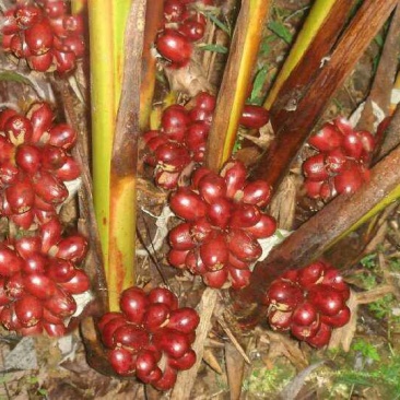 草果种子干料大料无硫草果五香卤料调味料种子
