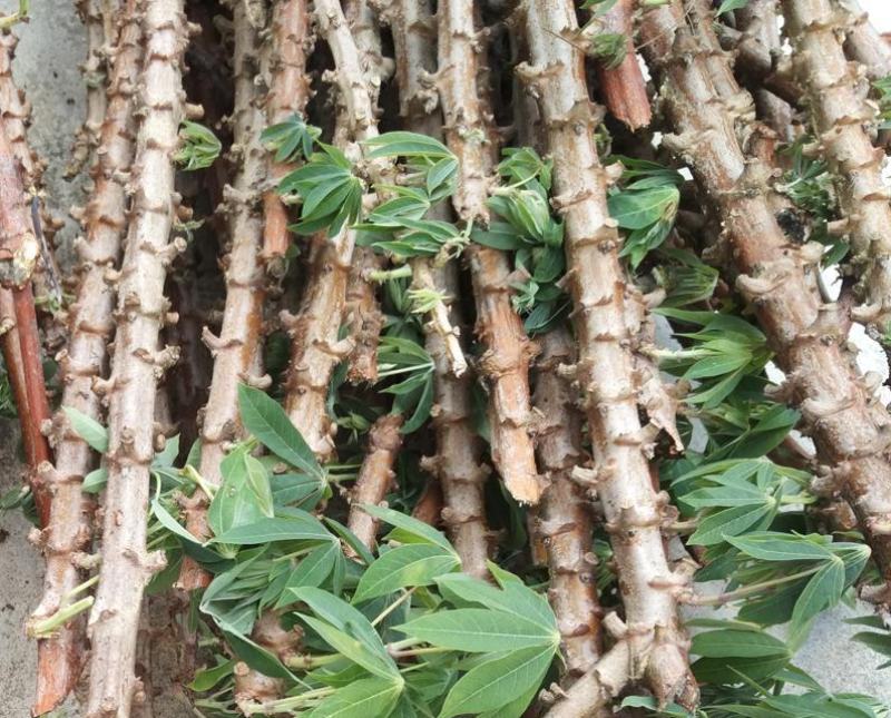 面包木薯种苗种子种茎黄心黄肉木薯种白肉木薯种甜木薯杆