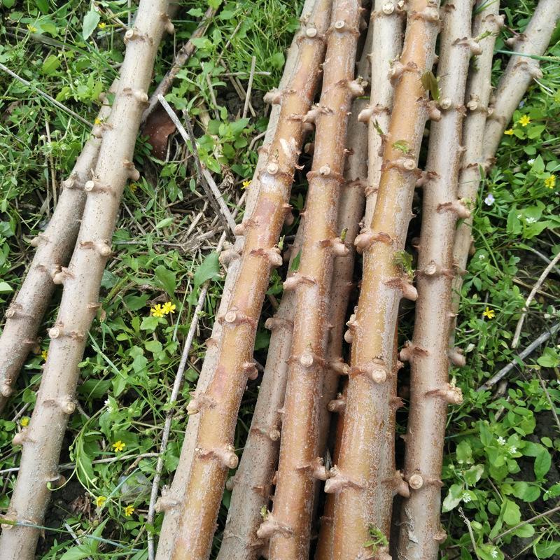 面包木薯种苗种子种茎黄心黄肉木薯种白肉木薯种甜木薯杆