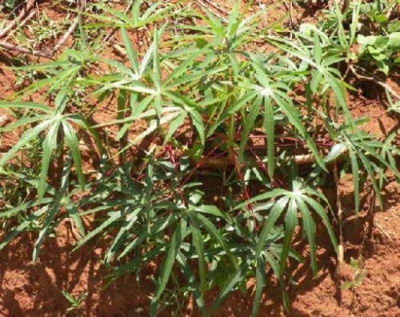 面包木薯种苗种子种茎黄心黄肉木薯种白肉木薯种甜木薯杆