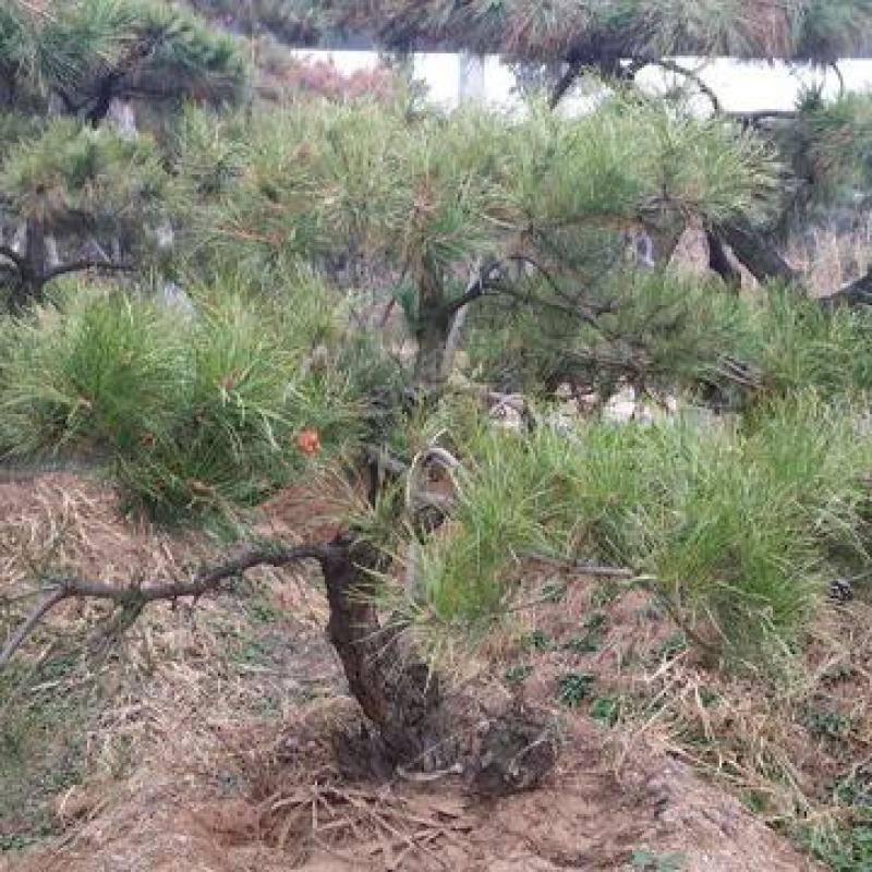 当年新采赤松种子量大优惠提供视频看货