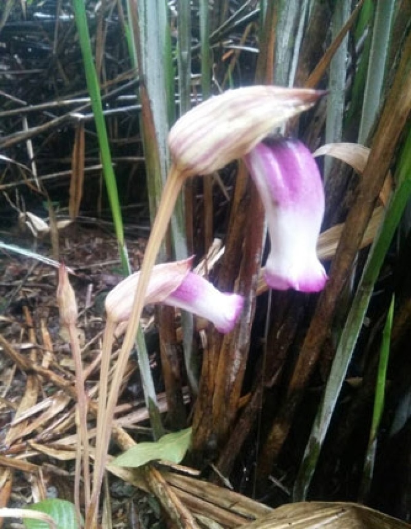 当年新采野菰种子量大优惠提供视频看货优惠多多