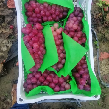 巨峰葡萄