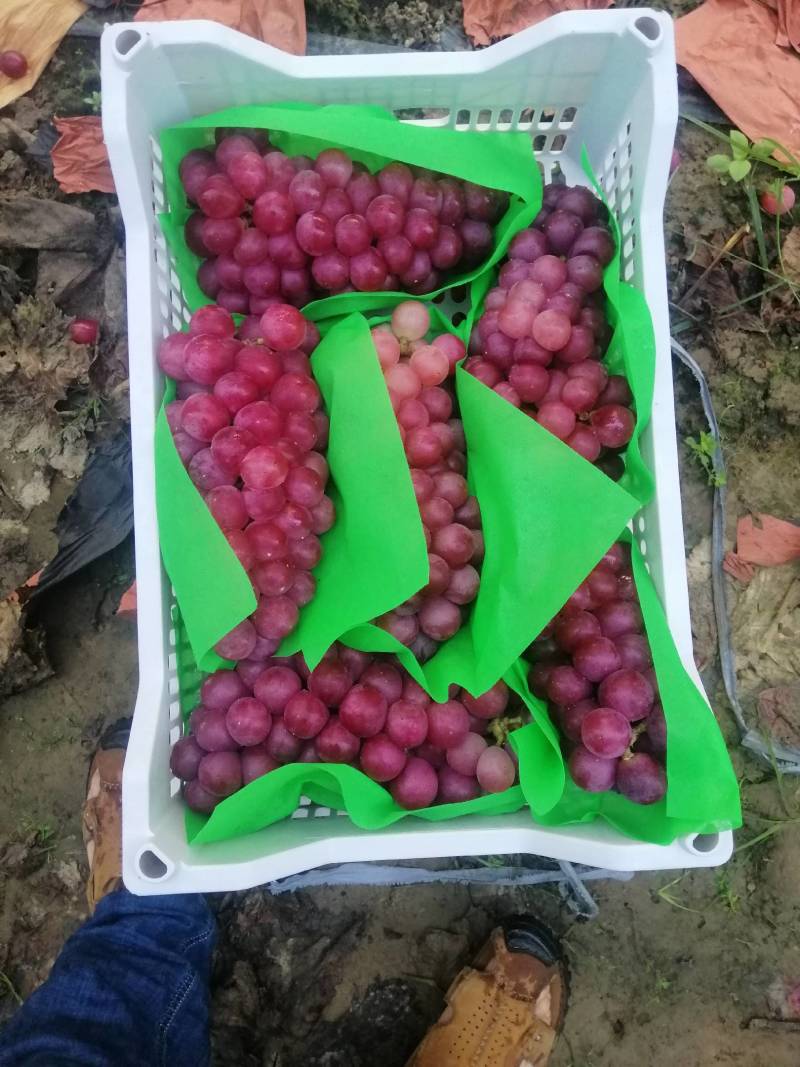 巨峰葡萄