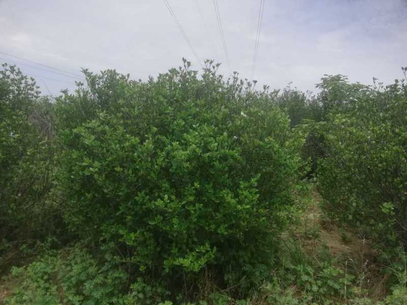 精品1.2至2.3米大叶栀子花毛球，各种规格丛生栀子花