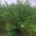 精品1.2至2.3米大叶栀子花毛球，各种规格丛生栀子花