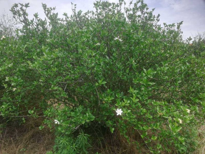 精品1.2至2.3米大叶栀子花毛球，各种规格丛生栀子花