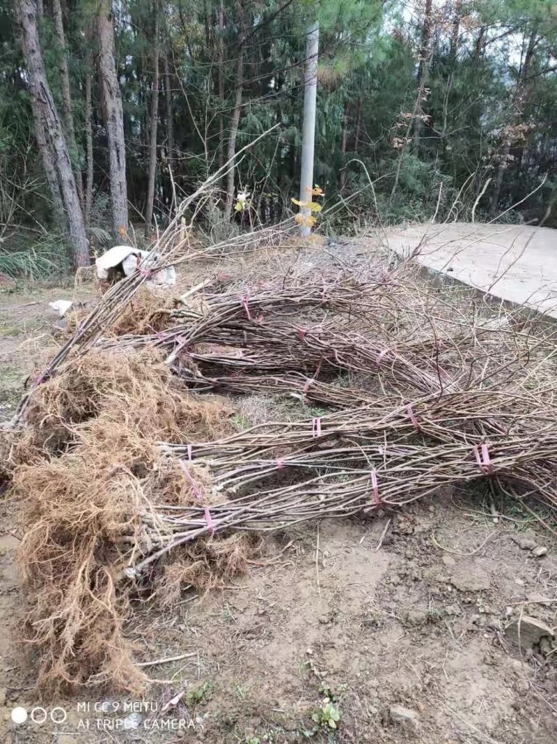红心猕猴桃树苗