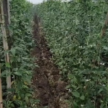 精品万亩长豆角大量上市欢迎老板前来骚扰