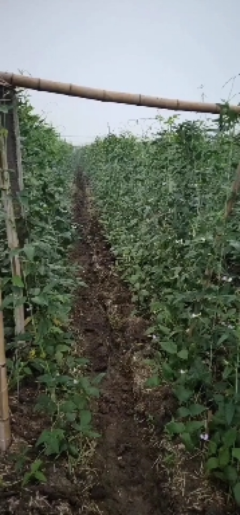 精品万亩长豆角大量上市欢迎老板前来骚扰