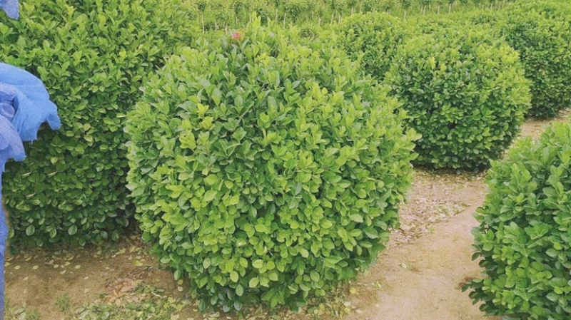 1米5卫矛球价格，1米5卫矛球行情，卫矛球产地分布范围