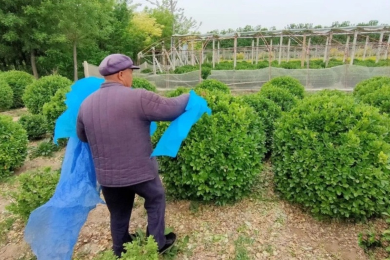 1米5卫矛球价格，1米5卫矛球行情，卫矛球产地分布范围
