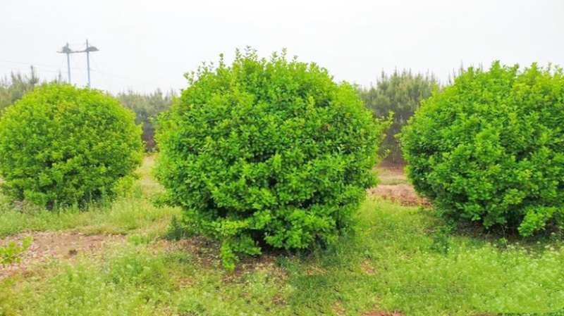 1米5卫矛球价格，1米5卫矛球行情，卫矛球产地分布范围