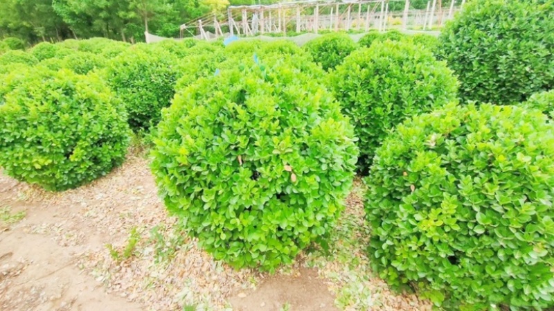 1米5卫矛球价格，1米5卫矛球行情，卫矛球产地分布范围
