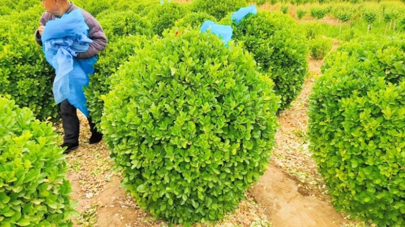 1米5卫矛球价格，1米5卫矛球行情，卫矛球产地分布范围