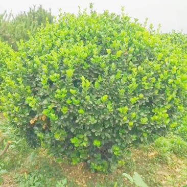 1米5卫矛球价格，1米5卫矛球行情，卫矛球产地分布范围