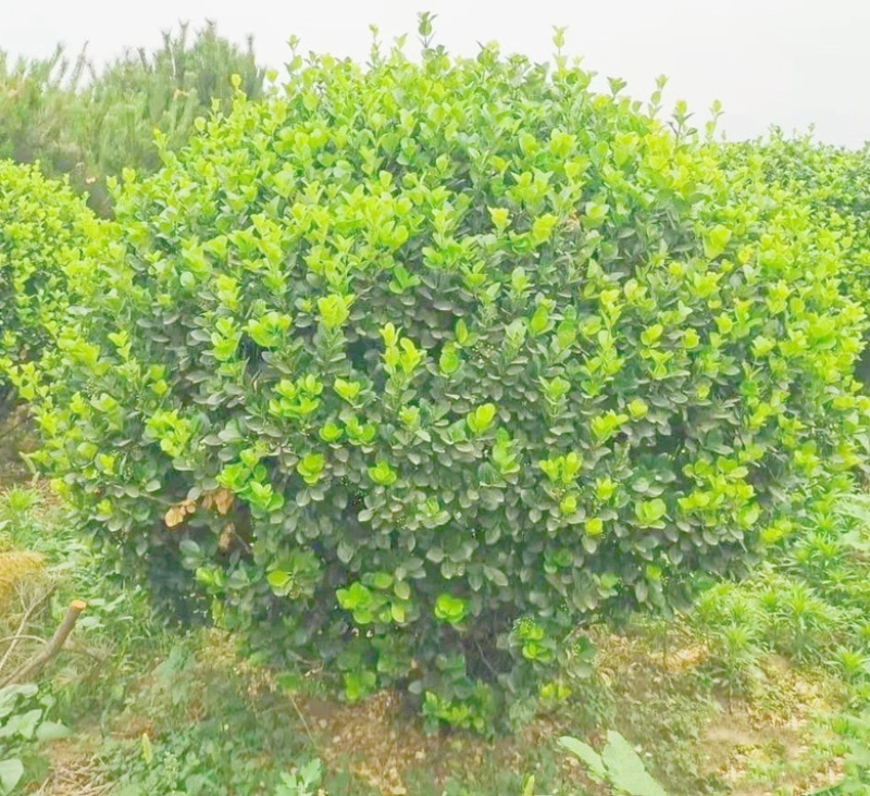 1米5卫矛球价格，1米5卫矛球行情，卫矛球产地分布范围