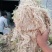 水苔大量销售