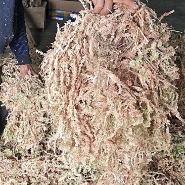 水苔大量销售
