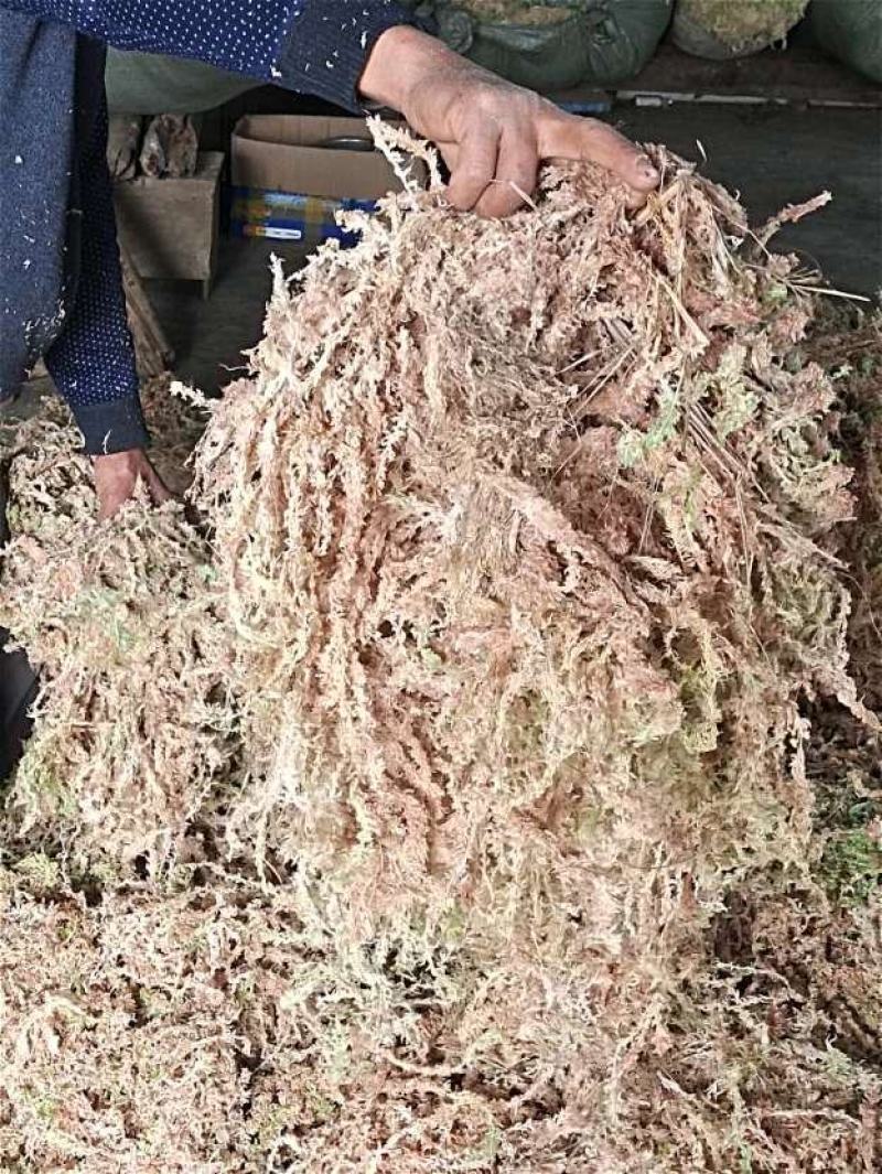 水苔大量销售