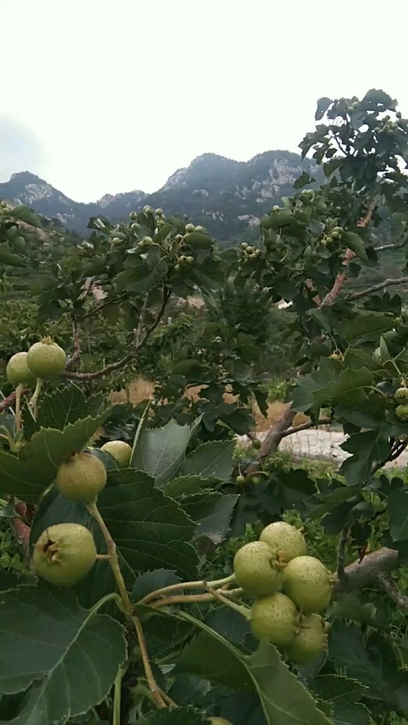 大金星山楂，量大，口感酸甜，颜色鲜亮，看园定货，