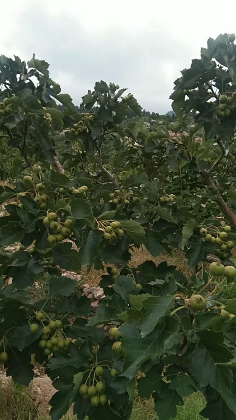 大金星山楂，量大，口感酸甜，颜色鲜亮，看园定货，