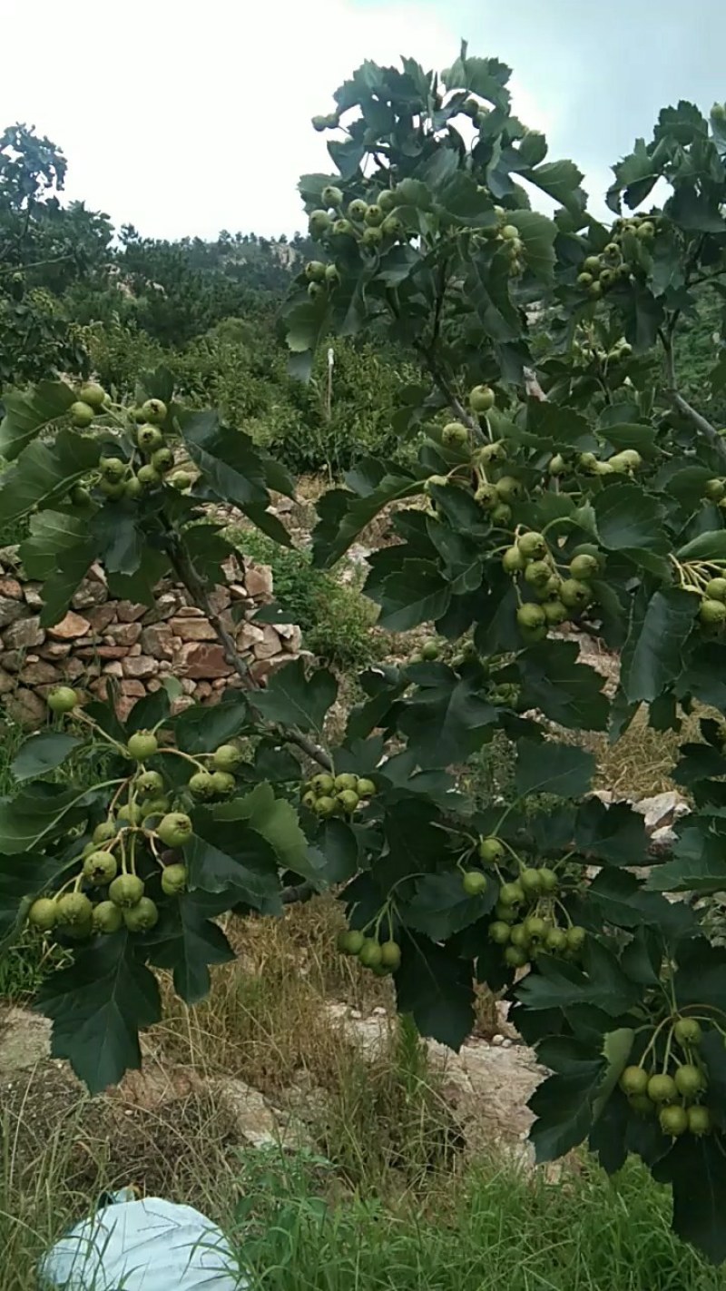 大金星山楂，量大，口感酸甜，颜色鲜亮，看园定货，