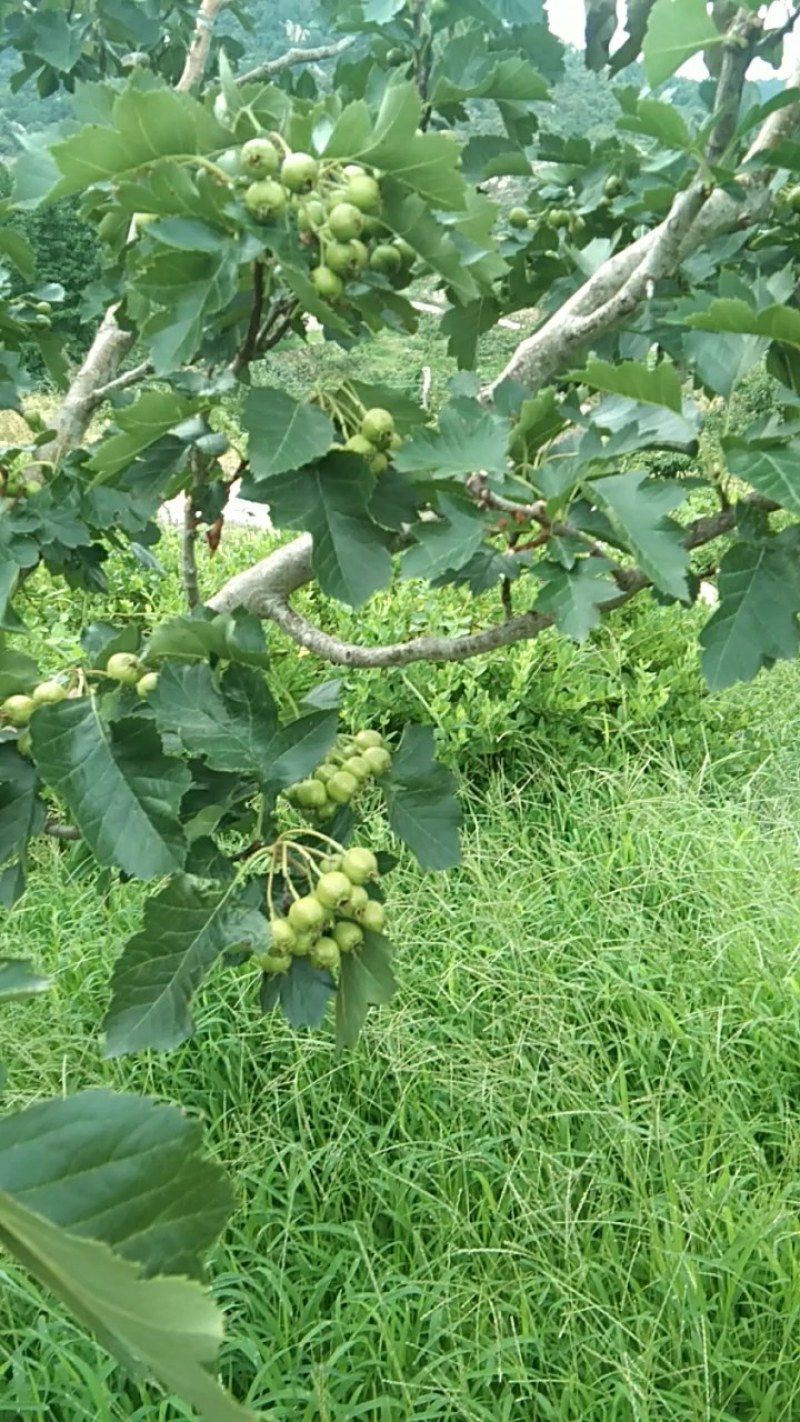 大金星山楂，量大，口感酸甜，颜色鲜亮，看园定货，