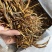黄花菜新货干货5斤包邮一件20斤