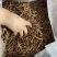 黄花菜新货干货5斤包邮一件20斤
