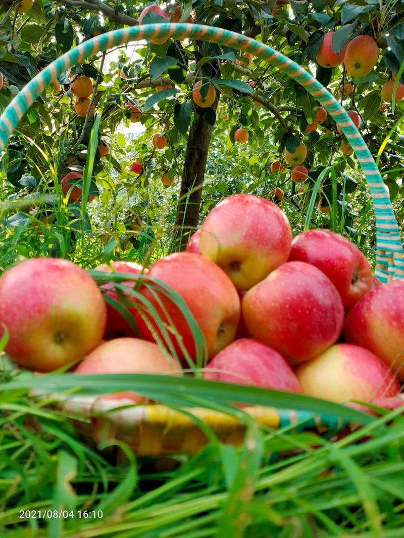 矮化苹果苗早熟不套袋抗病能力强提供技术指导