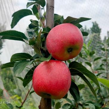 矮化苹果苗早熟不套袋抗病能力强提供技术指导