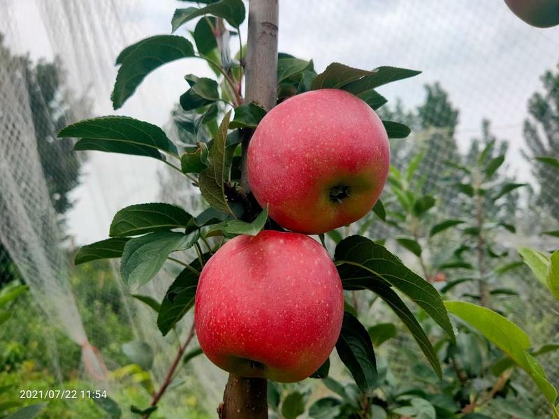 矮化苹果苗早熟不套袋抗病能力强提供技术指导
