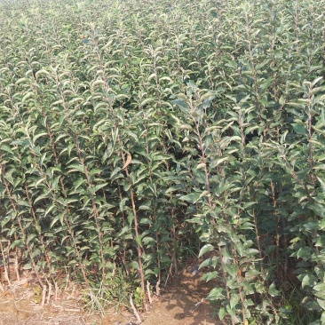 矮化鲁丽苹果苗早熟不套袋抗病能力强提供技术指导