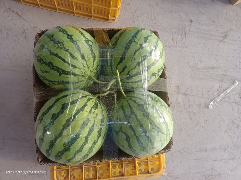 【西瓜】美都西瓜8424麒麟西瓜品质优良甘甜爽口大量供应