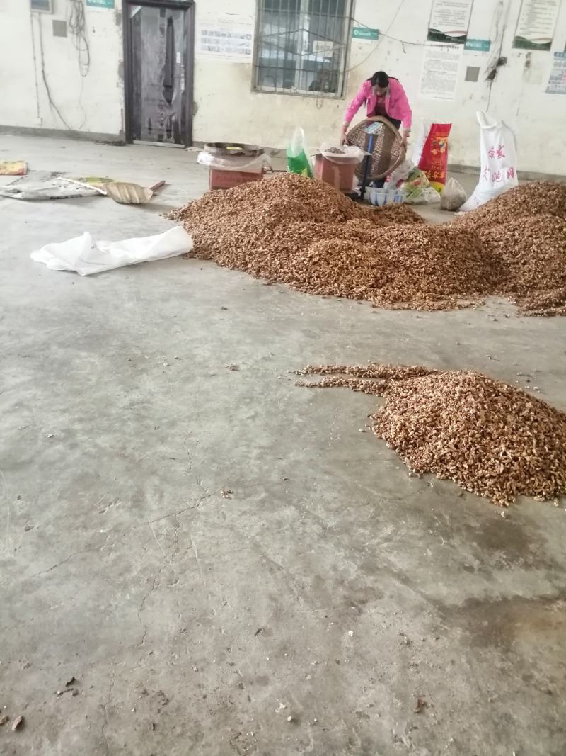 核桃仁大凉山盐源核桃仁支持一件代发量大从优