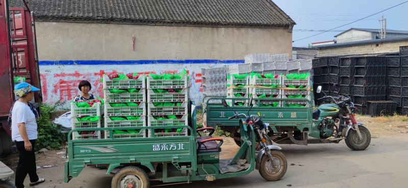 鲁山县辛集乡张庄村葡萄生产基地，巨峰夏黑等品种齐全