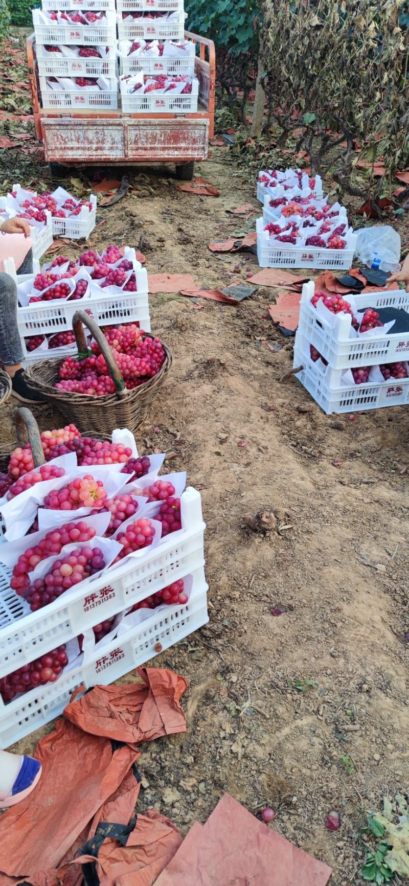鲁山县辛集乡张庄村葡萄生产基地，巨峰夏黑等品种齐全