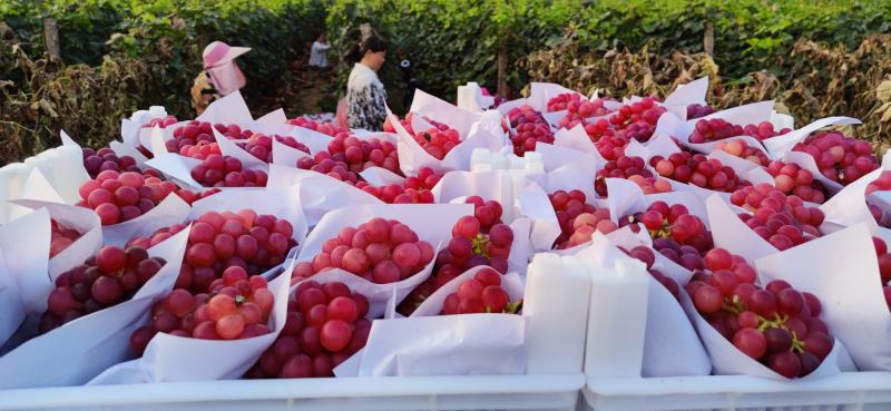鲁山县辛集乡张庄村葡萄生产基地，巨峰夏黑等品种齐全