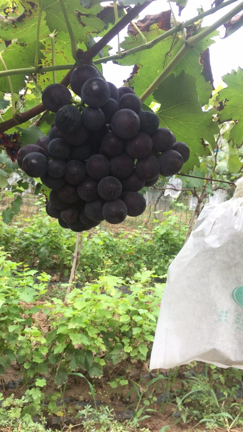 陕西巨峰葡萄陕西巨峰葡萄陕西巨峰葡萄陕西巨峰葡萄