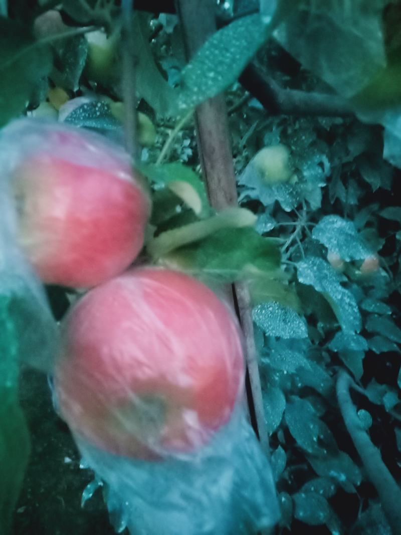 山东正宗红富士价格便宜脆甜多汁原产地发货欢迎老板前来看货