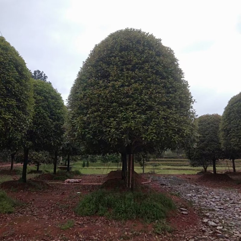 高杆桂花树地径15一20公分，各种规格齐全，常年大量供应