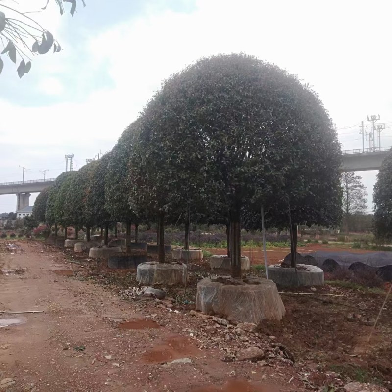 高杆桂花树地径15一20公分，各种规格齐全，常年大量供应