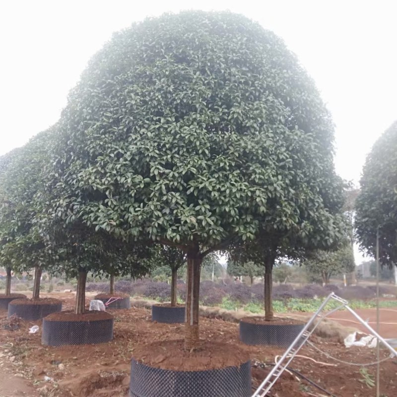 高杆桂花树地径15一20公分，各种规格齐全，常年大量供应