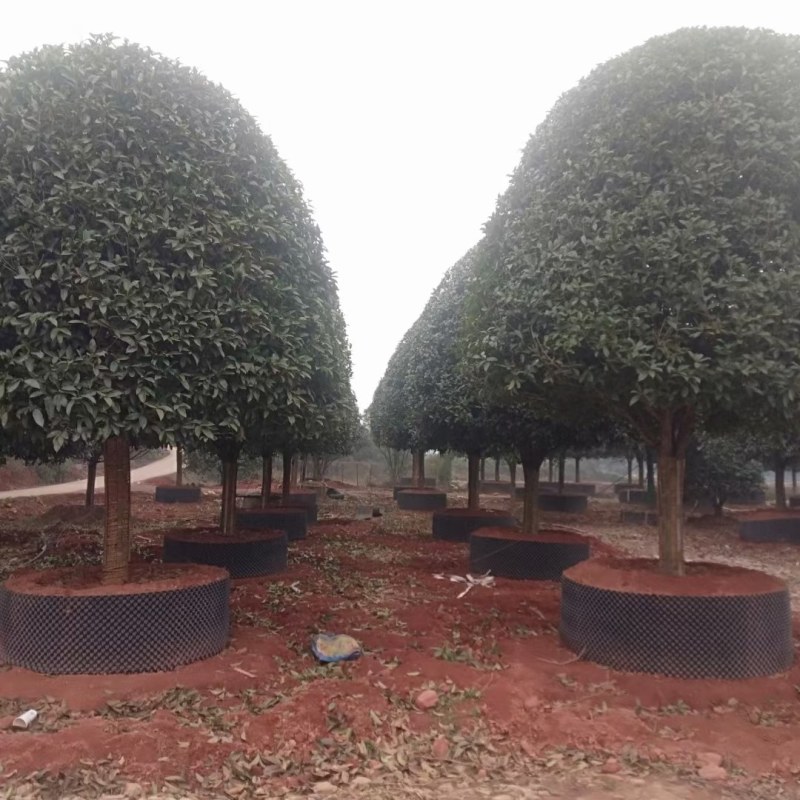 高杆桂花树地径15一20公分，各种规格齐全，常年大量供应