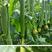 荷兰绿如意香丝瓜种子四季种植抗病高产耐寒耐热强